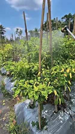 petani cabai