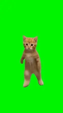 Dancing cat meme