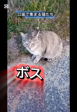 口笛吹くと集まる猫たち