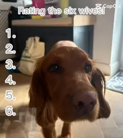 ranking six wives!!