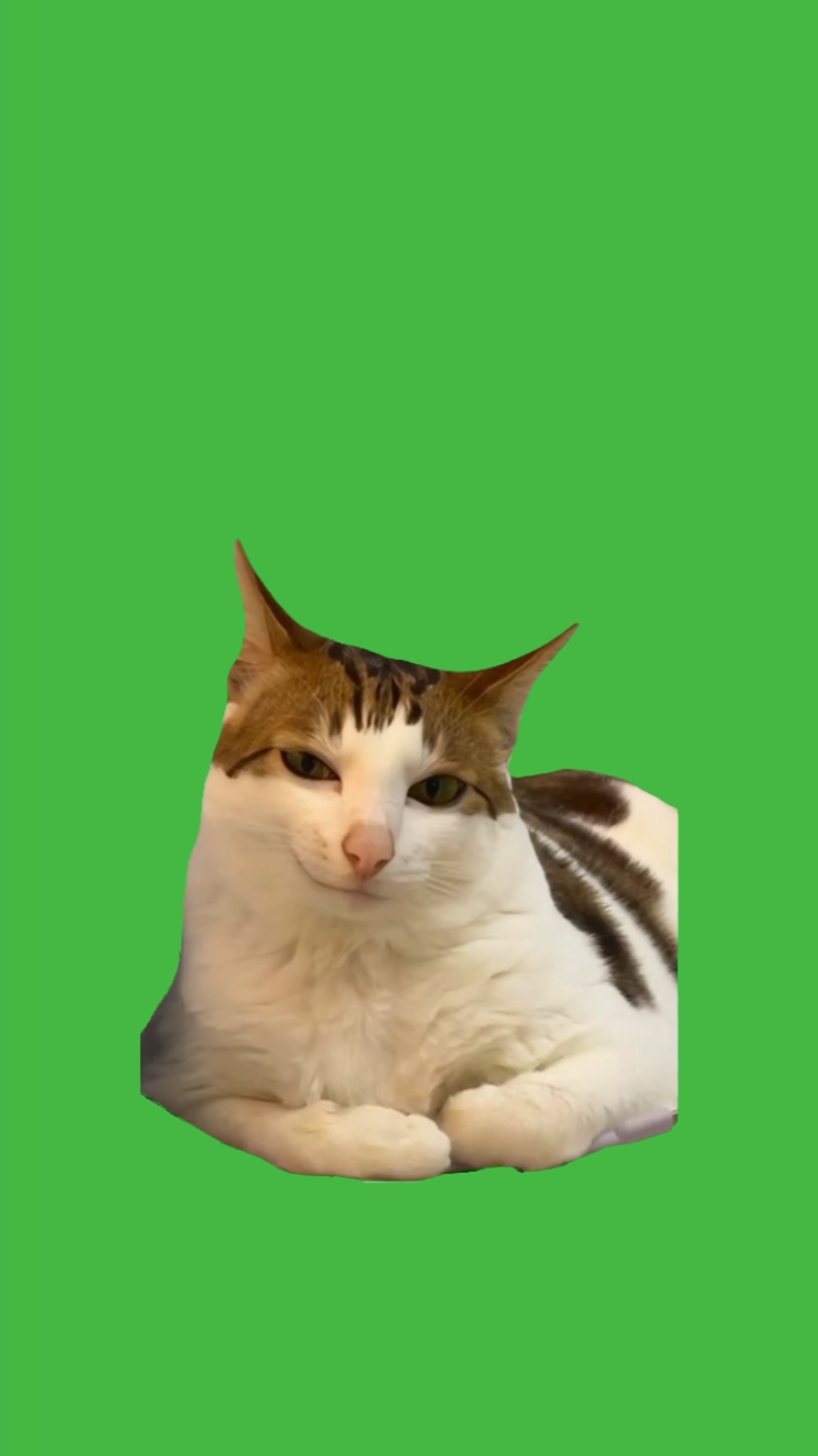 Cat is smiling meme 