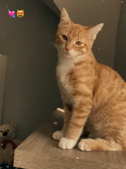 Tu gato 🥺💘