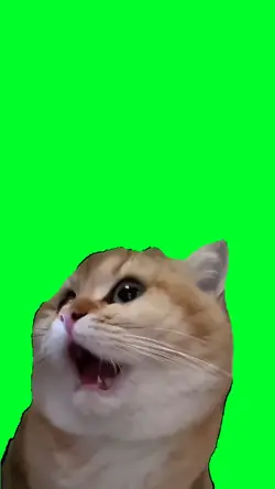 Cat shocked meme