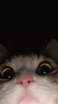 チャピダバチュピパラララ