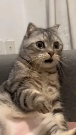 eh? ehh