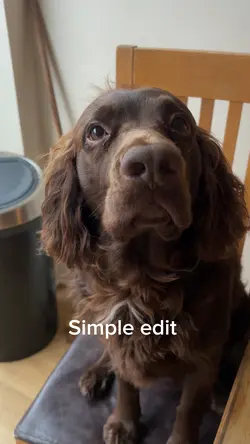 Simple dog edit