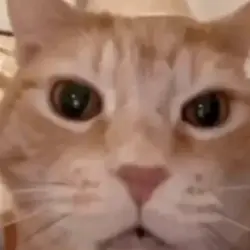 kucing ketawa