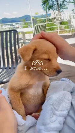 I love puppy