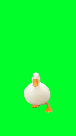 funny duck