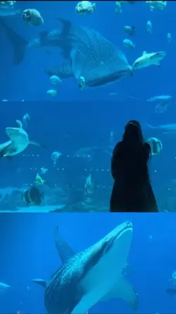 aquarium