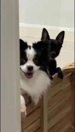 ข้าวปุ้นข้าวปั้น