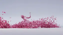 petals intro
