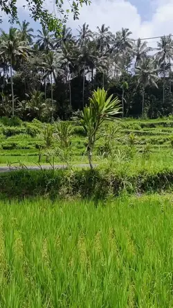 Hijau viewnya