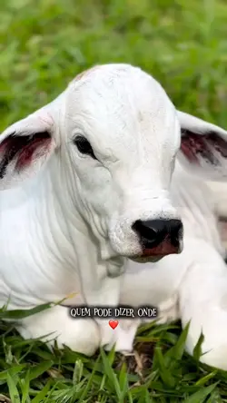 Sinônimos