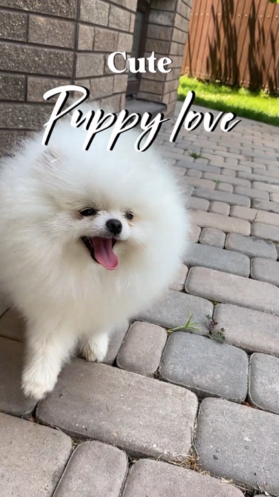 Cachorrinho fofo