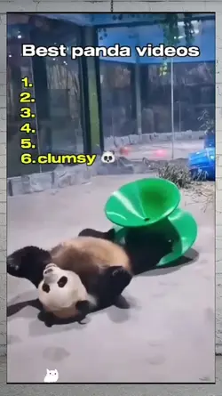 best panda videos
