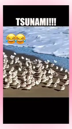 Funny talk pets
