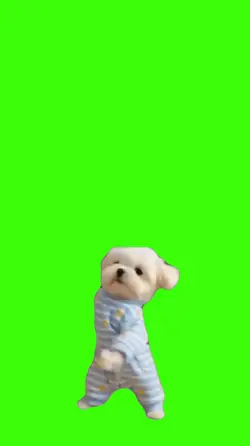 Cachorro/Dog.
