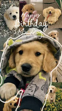 Birthday dog