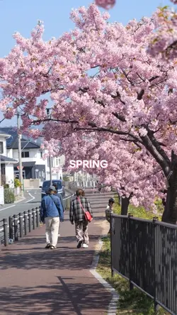 sakura in spring