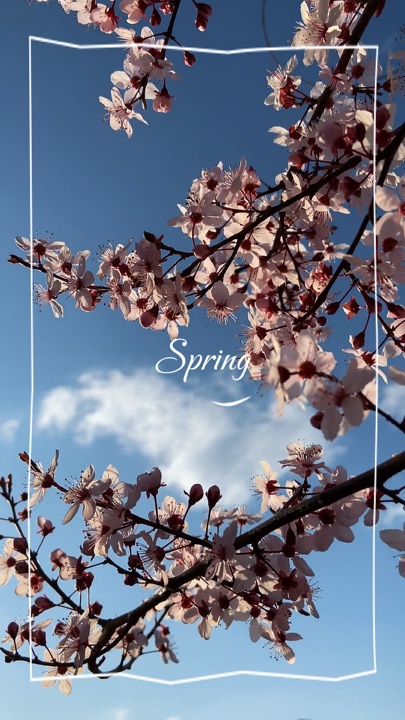 Primavera