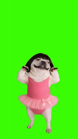 Dog/Cachorro
