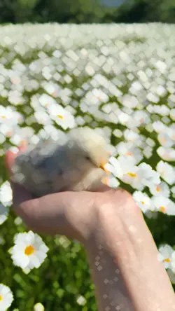 Slow mo