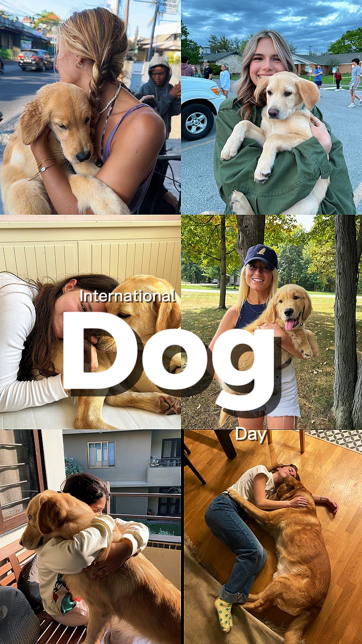 Perro Internacional Da