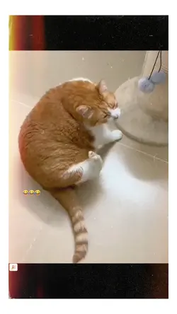 Random cats