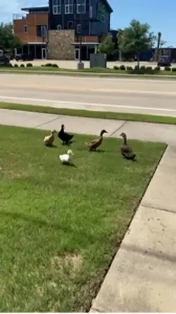 Ducks