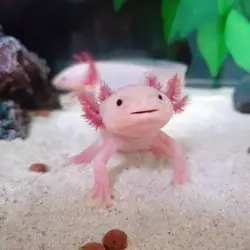 axolotl 