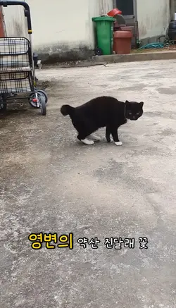 진달래꽃 시낭송