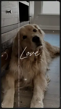 love my pet
