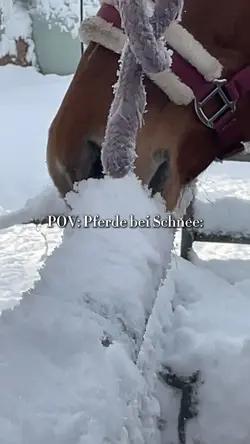 Pferd ein Schnee