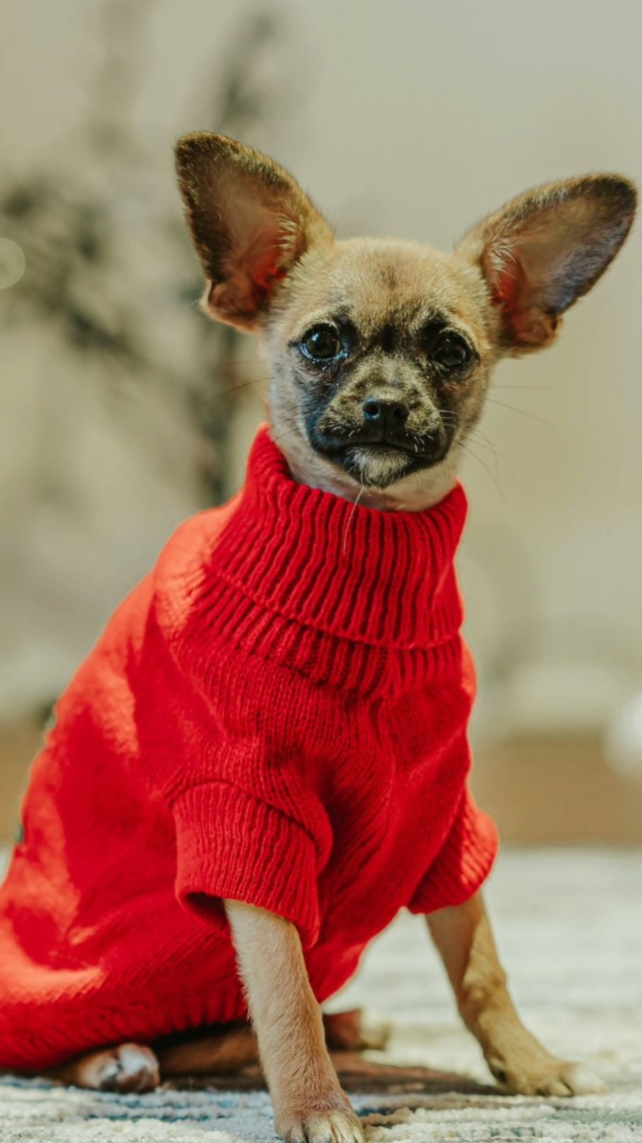 Pet clothing tiktok style ligh&easy&open