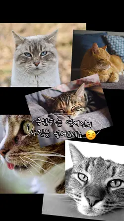 아이돌응원템플릿