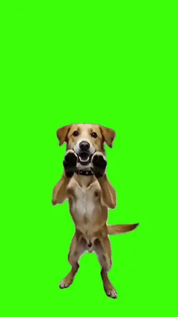 Dog/Cachorro.