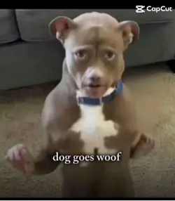 Dog goes woof