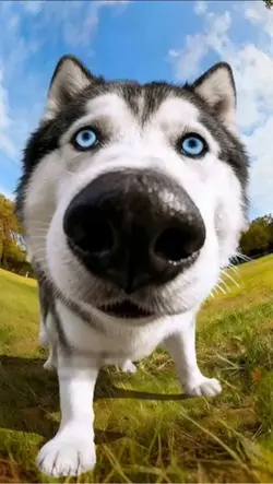 Dog 3D Wallpaper