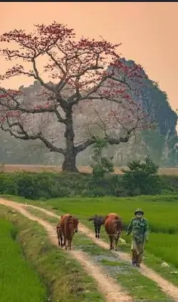 quang Barber
