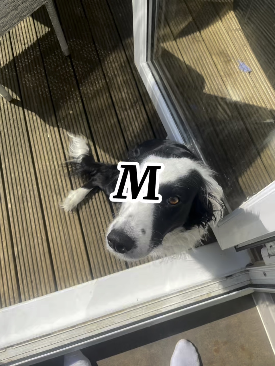 몰리
