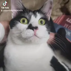 証明写真
