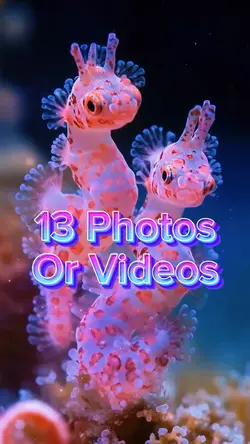 13 Photo Slides
