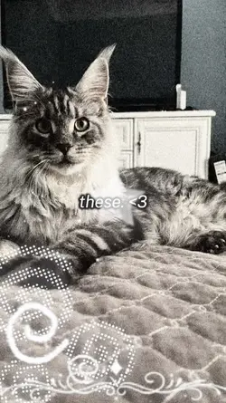 norwegian forest cat
