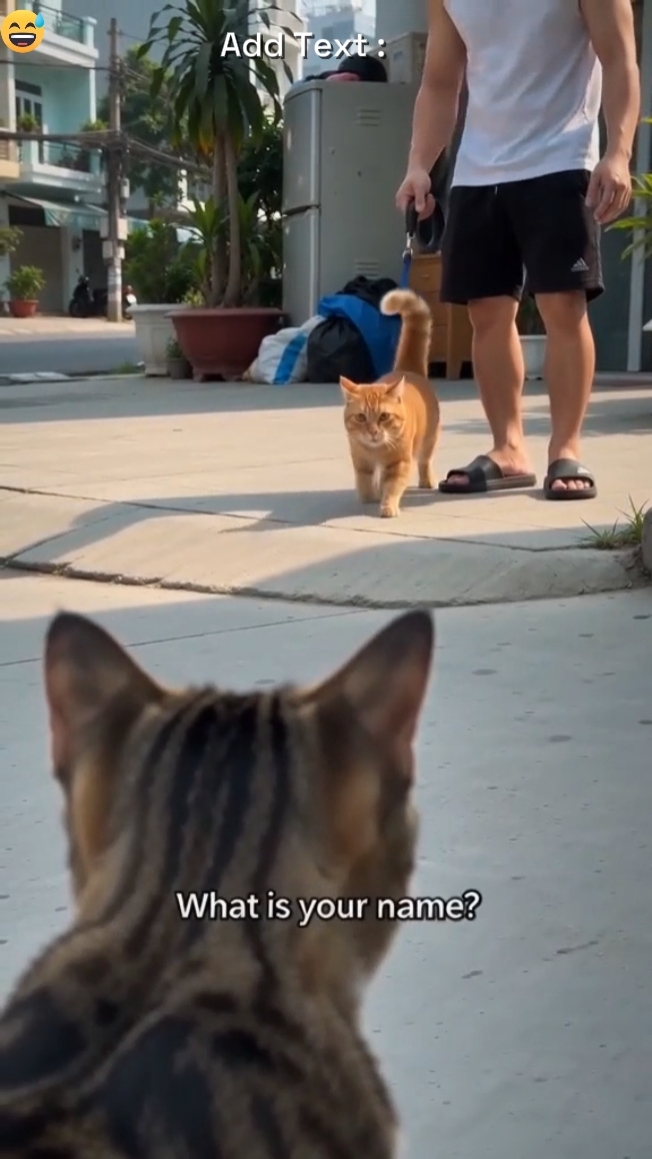 Drama Divertido Del Gato 