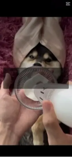 강ㅇㅏ지 마사지