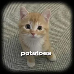 I like potatoes 