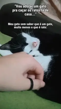 gato 