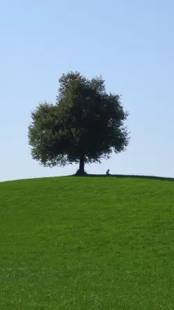 Relaxed Scene Roblox