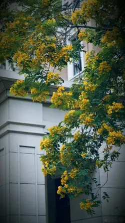 သင်္ကြန်္ - Trend 